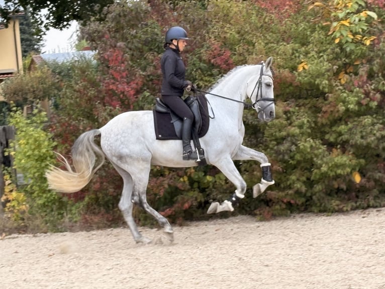 PRE Mix Gelding 8 years 16 hh Grey in Neuburg an der Donau