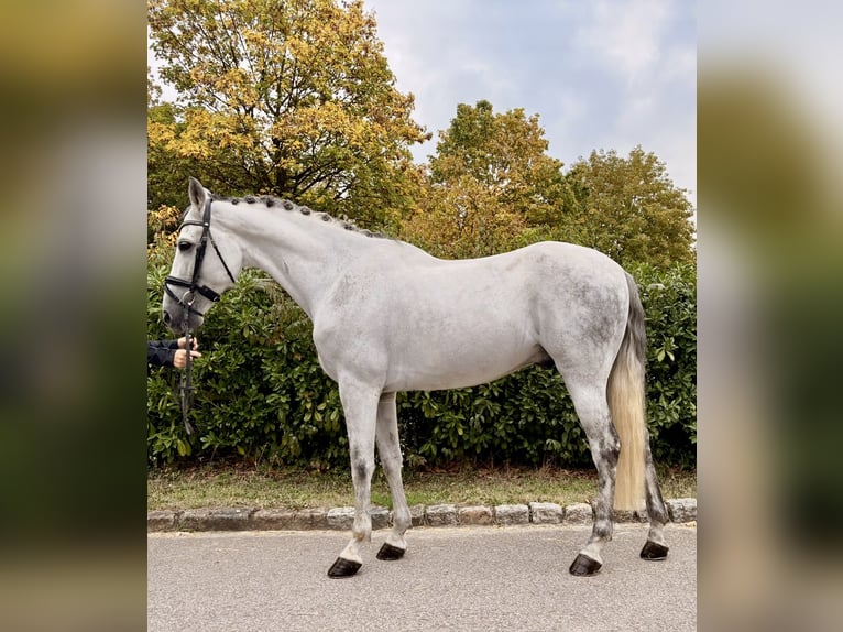PRE Mix Gelding 8 years 16 hh Grey in Neuburg an der Donau