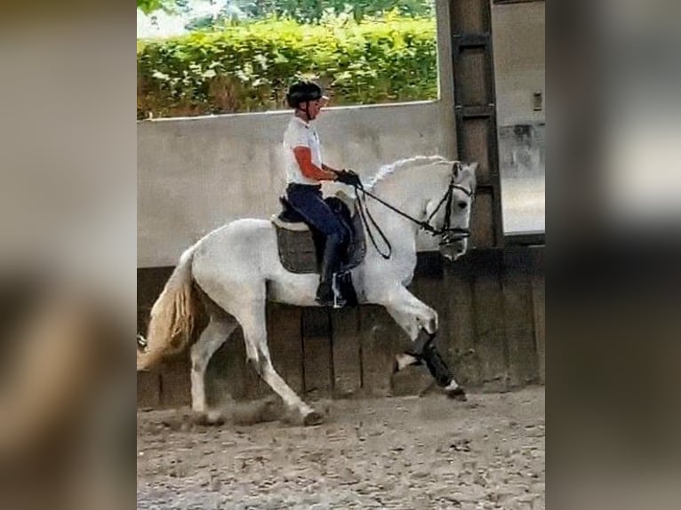PRE Mix Gelding 8 years 16 hh Grey in Mannheim