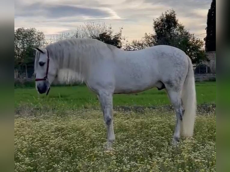 PRE Gelding 8 years 16 hh Grey in Mannheim
