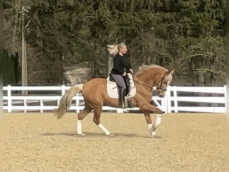 PRE Mix Gelding 8 years 16 hh Palomino in Niederkrüchten