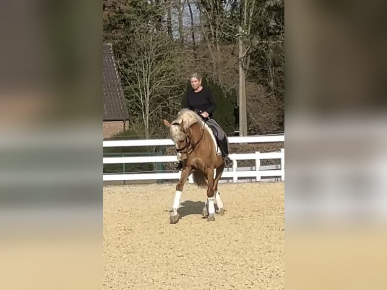 PRE Mix Gelding 8 years 16 hh Palomino in Niederkrüchten
