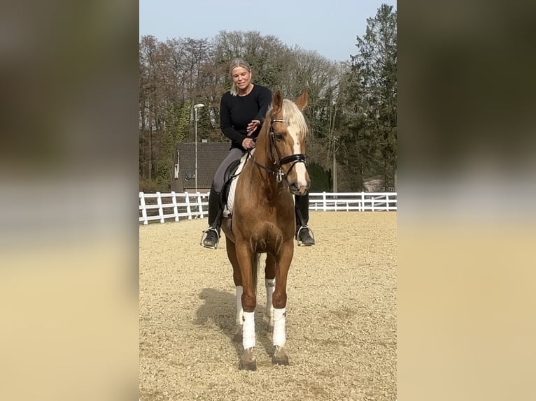 PRE Mix Gelding 8 years 16 hh Palomino in Niederkrüchten