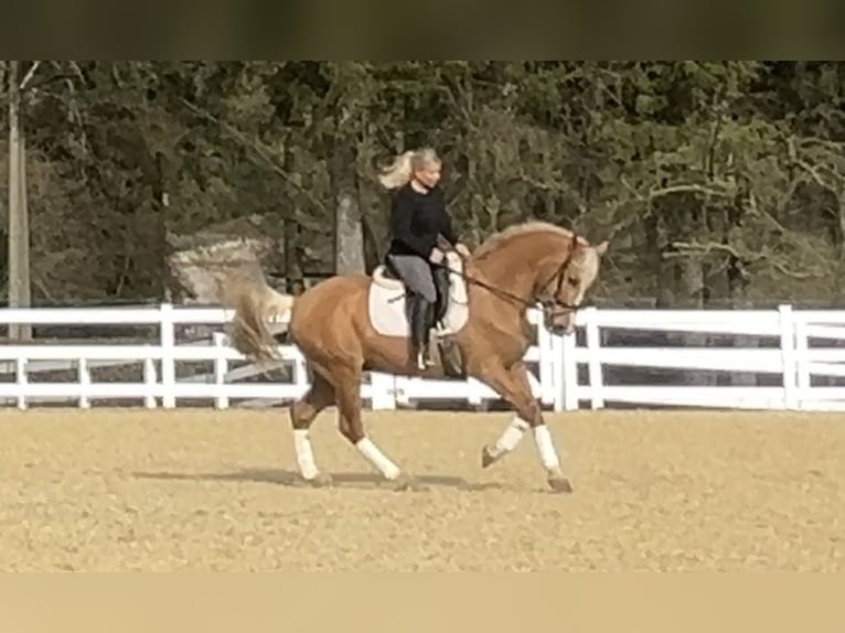 PRE Mix Gelding 8 years 16 hh Palomino in Niederkrüchten