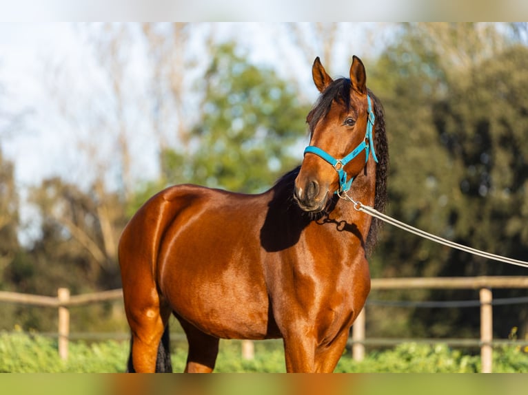 PRE Gelding 8 years 16,1 hh Brown in Cardedeu