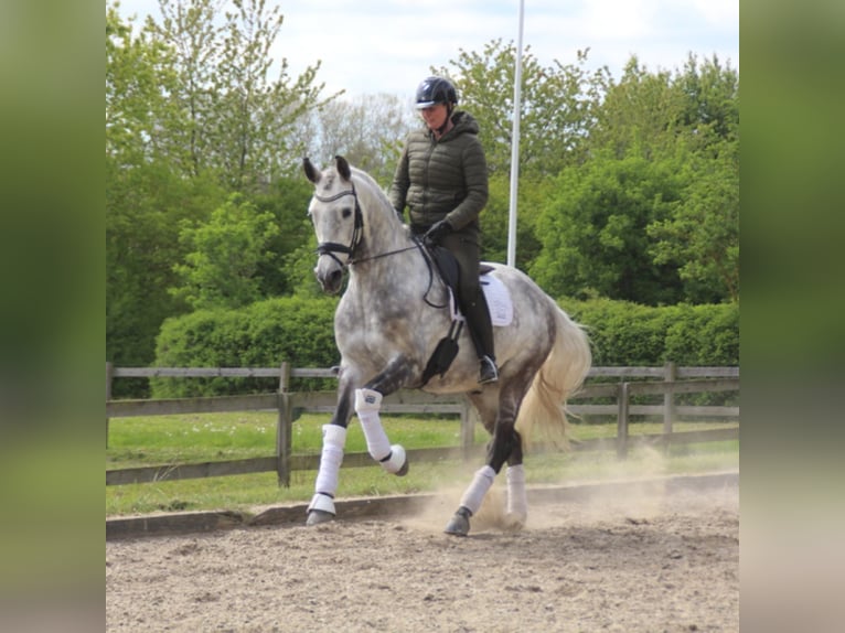 PRE Mix Gelding 8 years 16,1 hh Grey in Asperup