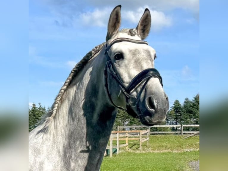 PRE Mix Gelding 8 years 16,1 hh Grey in Asperup