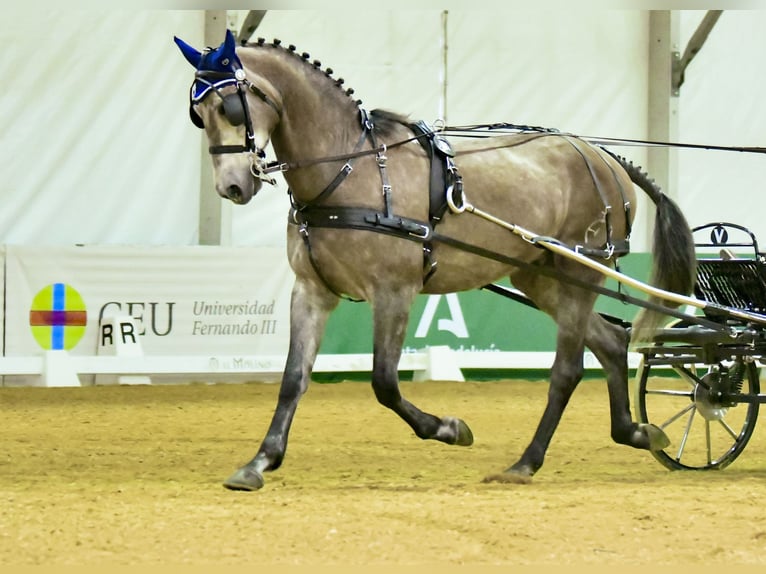 PRE Mix Gelding 8 years 16,2 hh Brown-Light in Pontevedra
