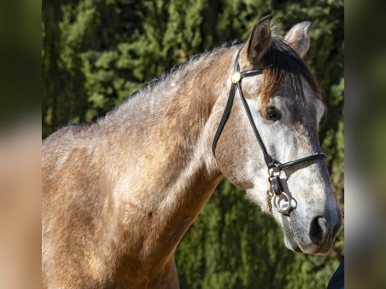 PRE Mix Gelding 8 years 16,2 hh Brown-Light in Pontevedra