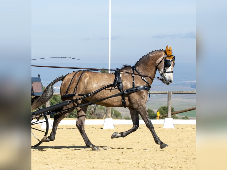 PRE Mix Gelding 8 years 16,2 hh Brown-Light in Pontevedra