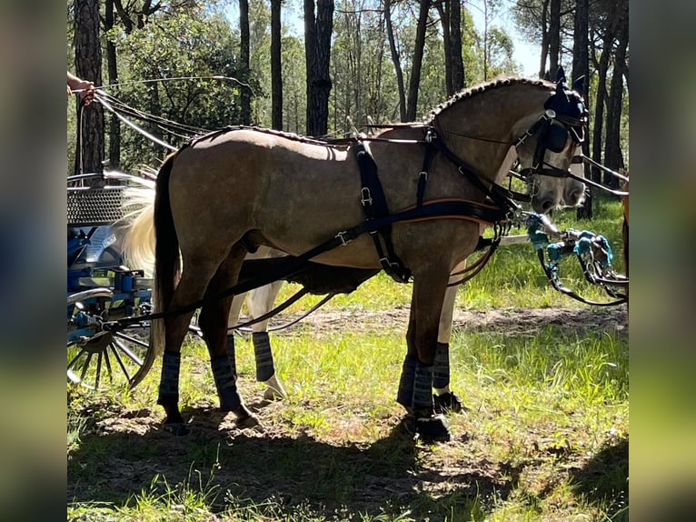 PRE Mix Gelding 8 years 16,2 hh Brown-Light in Pontevedra