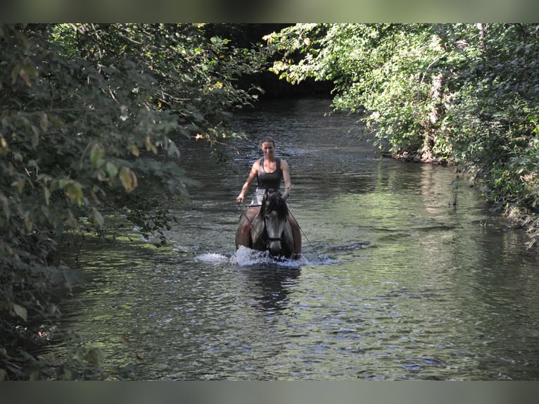 PRE Mix Gelding 8 years 16,2 hh Grey-Dapple in Eisenstadt