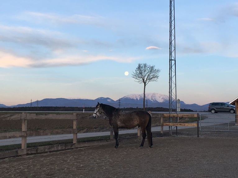 PRE Mix Gelding 8 years 16,2 hh Grey-Dapple in Eisenstadt