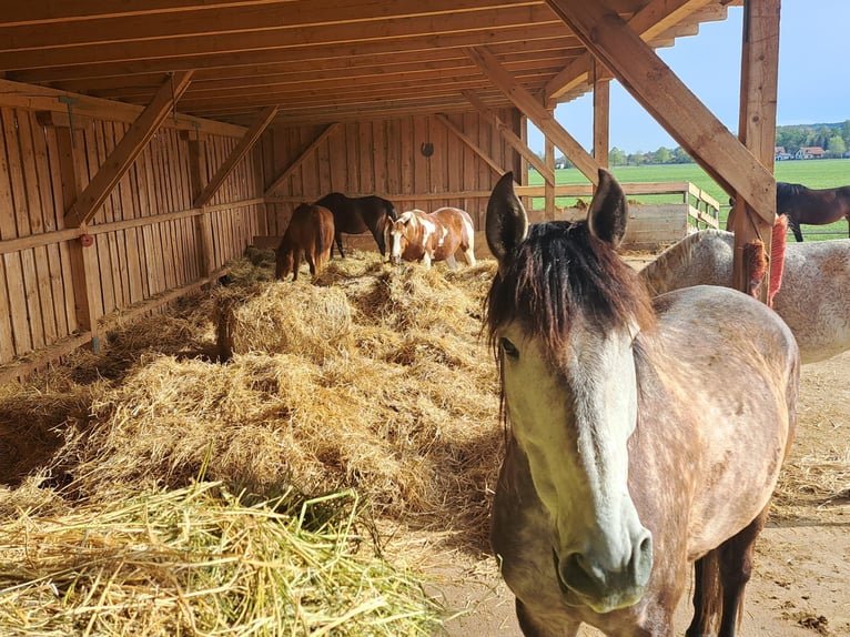 PRE Mix Gelding 8 years 16,2 hh Grey-Dapple in Eisenstadt