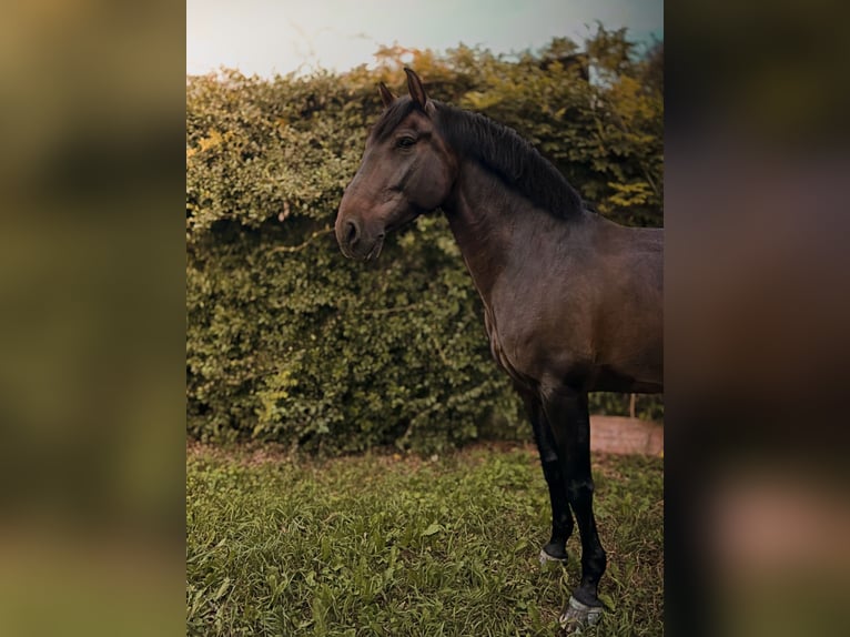 PRE Gelding 8 years 16,3 hh Brown in Mornico al serio (BG)