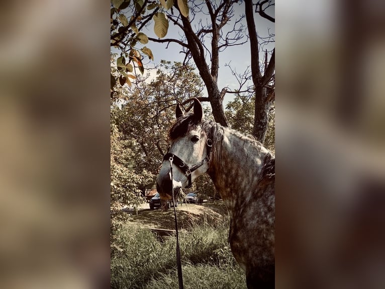 PRE Gelding 8 years 16,3 hh Gray in M&#xFC;llendorf