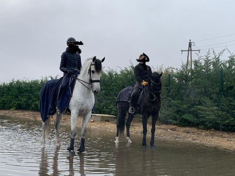 PRE Gelding 8 years 17 hh Gray in Valladolid