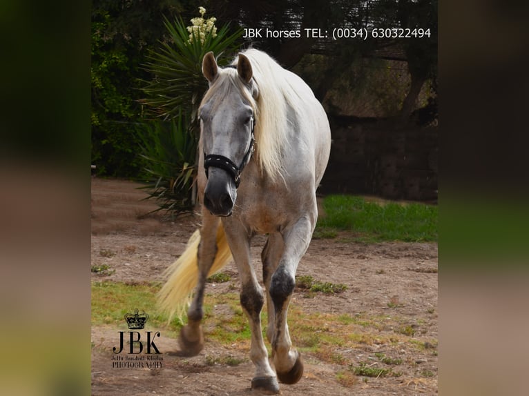PRE Mix Gelding 8 years 17,1 hh Grey in Tabernas Almeria