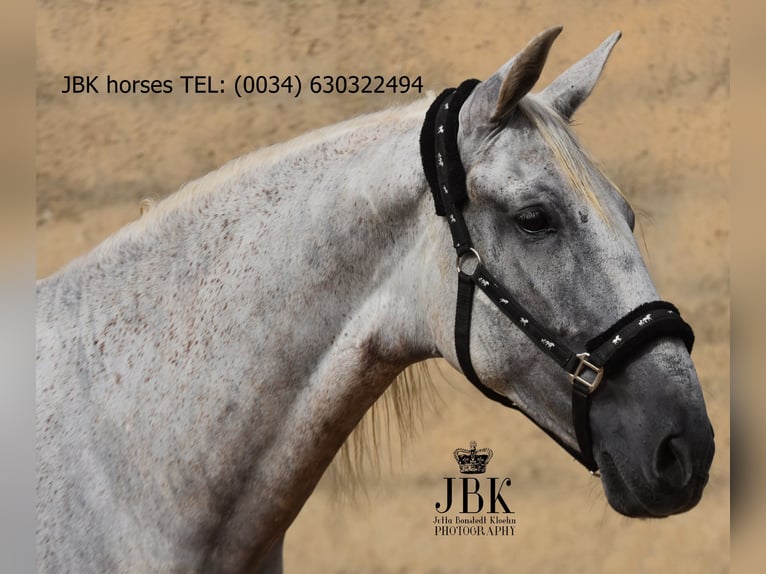 PRE Mix Gelding 8 years 17,1 hh Grey in Tabernas Almeria