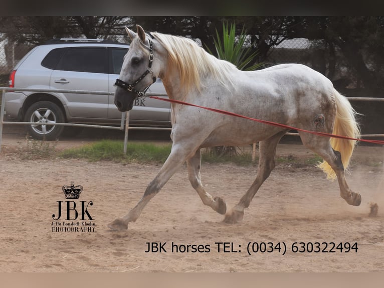 PRE Mix Gelding 8 years 17,1 hh Grey in Tabernas Almeria