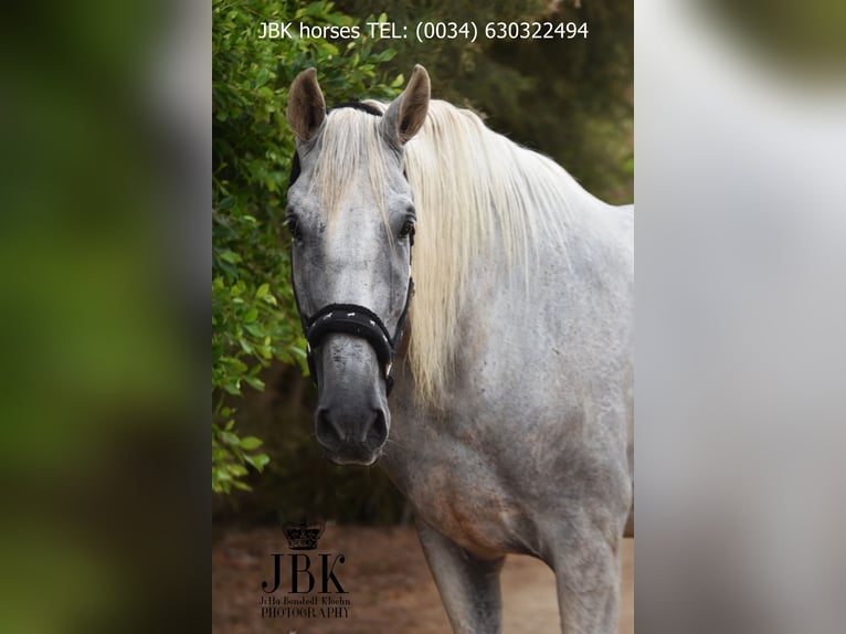 PRE Mix Gelding 8 years 17,1 hh Grey in Tabernas Almeria