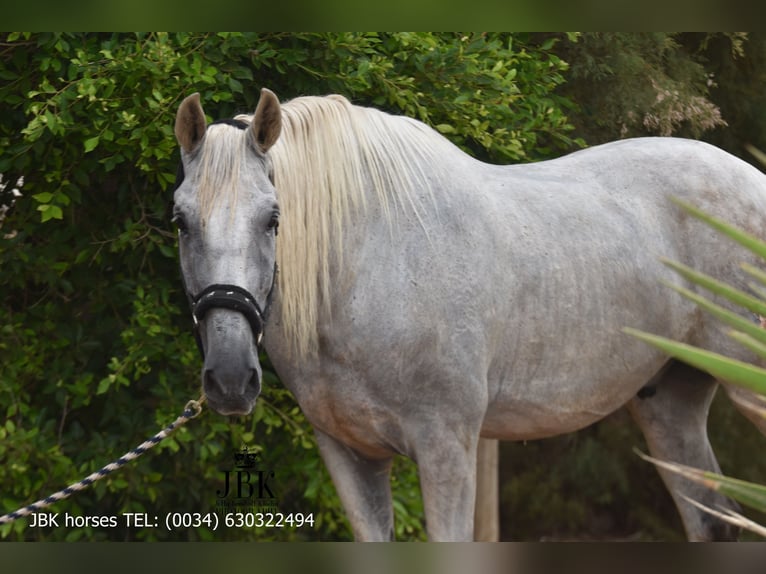 PRE Mix Gelding 8 years 17,1 hh Grey in Tabernas Almeria