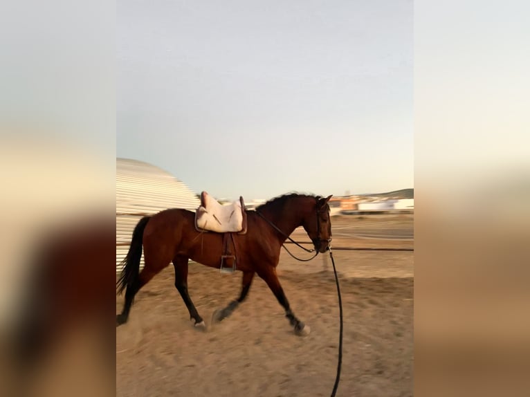 PRE Mix Gelding 8 years Brown in Castro del Río