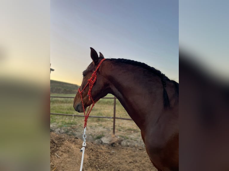 PRE Mix Gelding 8 years Brown in Castro del Río