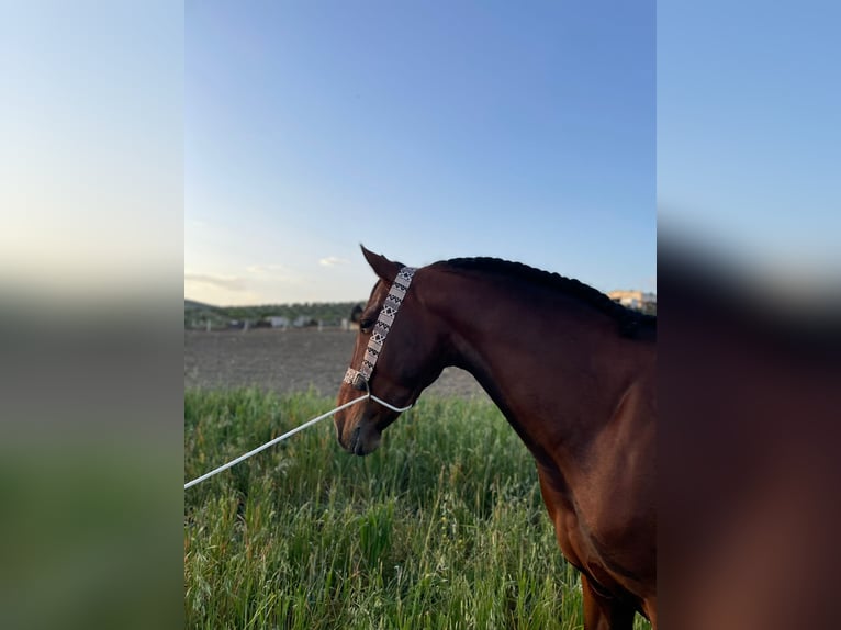 PRE Mix Gelding 8 years Brown in Castro del Río