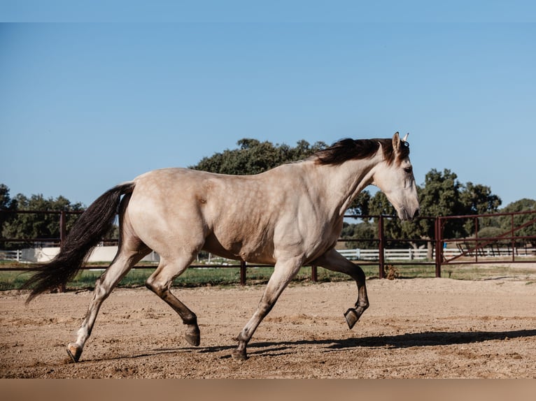 PRE Gelding 8 years Dun in SALAMANCA