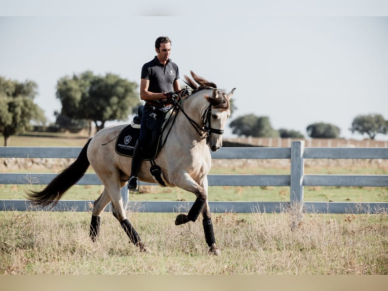 PRE Gelding 8 years Dun in SALAMANCA