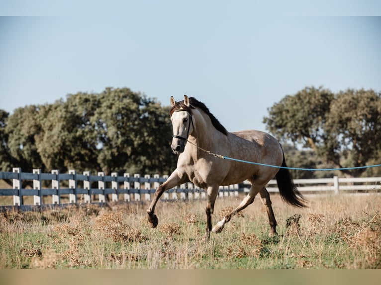 PRE Gelding 8 years Dun in SALAMANCA