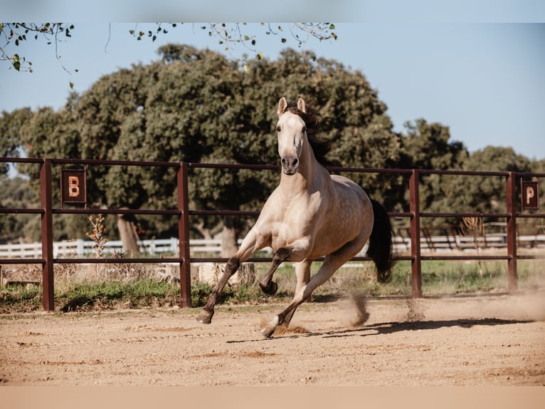 PRE Gelding 8 years Dun in SALAMANCA