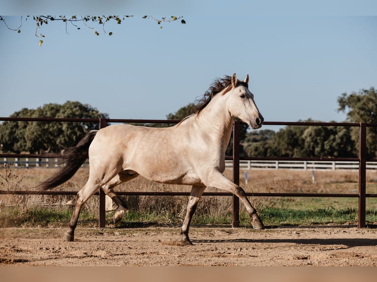 PRE Gelding 8 years Dun in SALAMANCA