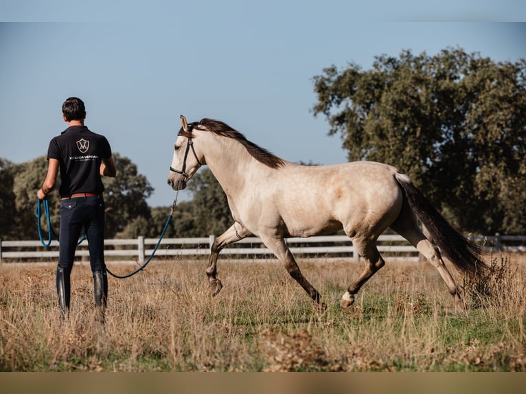 PRE Gelding 8 years Dun in SALAMANCA