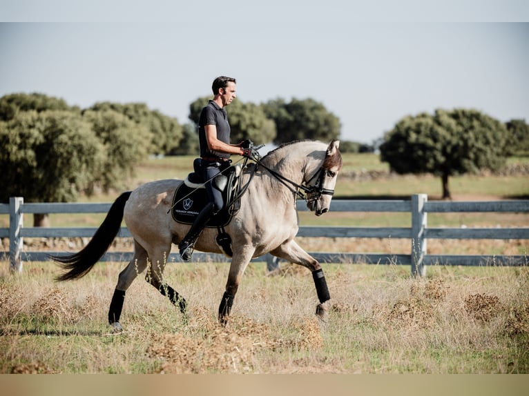 PRE Gelding 8 years Dun in SALAMANCA