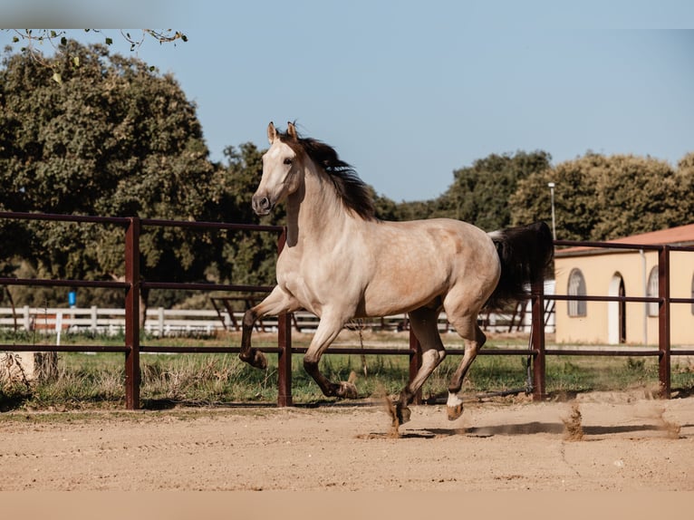 PRE Gelding 8 years Dun in SALAMANCA