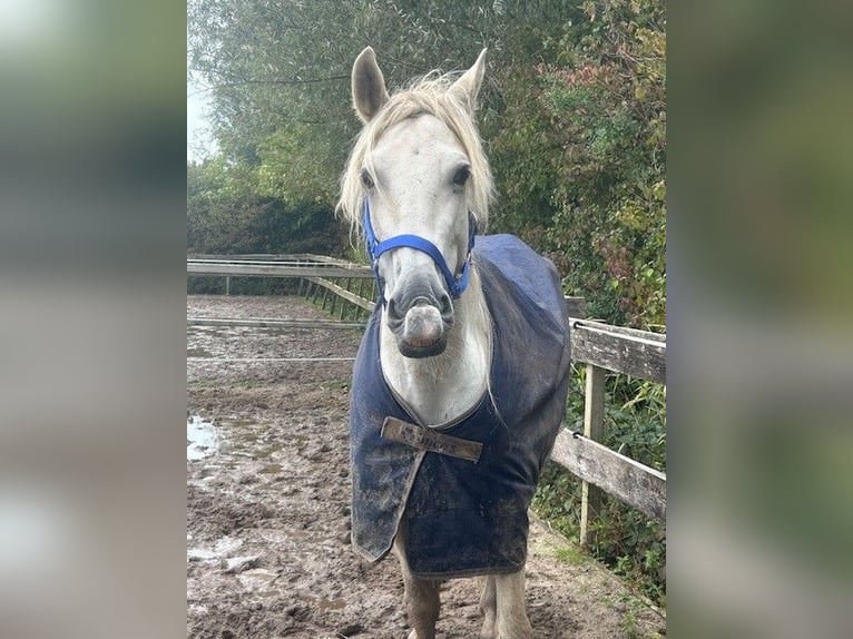 PRE Mix Gelding 9 years 14.2 hh White in Lelystad