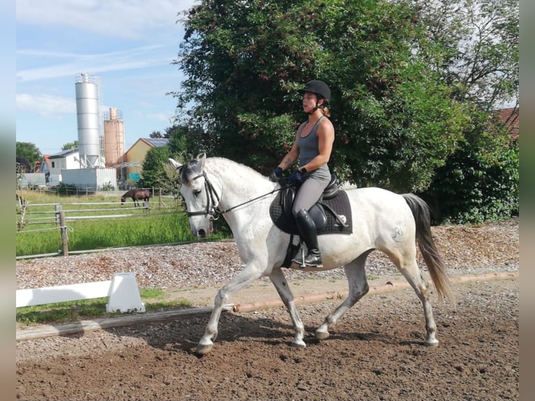 PRE Mix Gelding 9 years 15,1 hh Gray-Dapple in Karlshuld