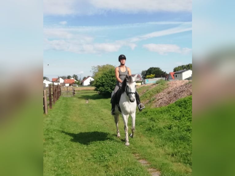 PRE Mix Gelding 9 years 15,1 hh Gray-Dapple in Karlshuld