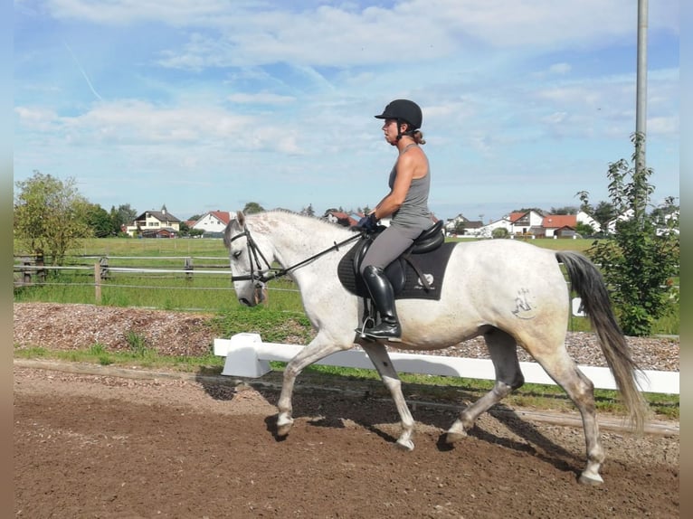 PRE Mix Gelding 9 years 15,1 hh Gray-Dapple in Karlshuld