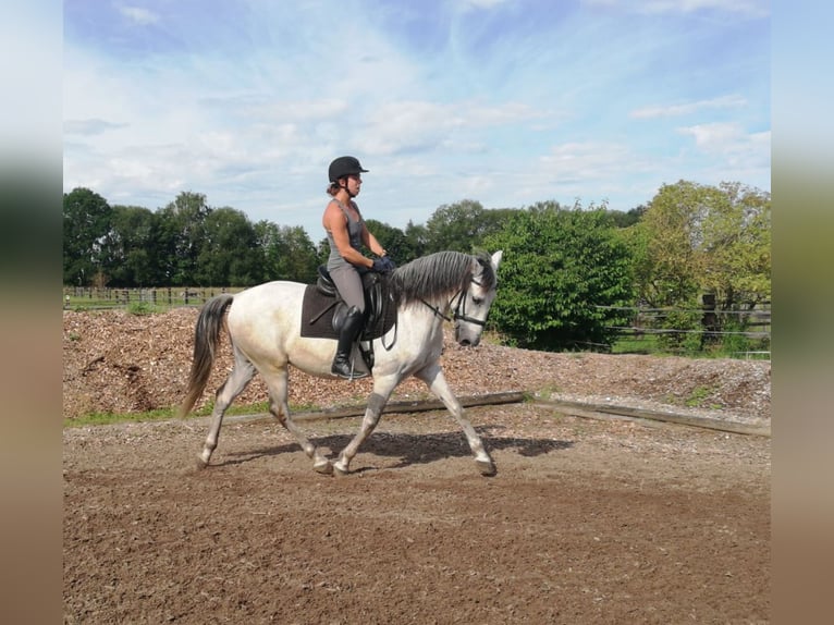 PRE Mix Gelding 9 years 15,1 hh Gray-Dapple in Karlshuld