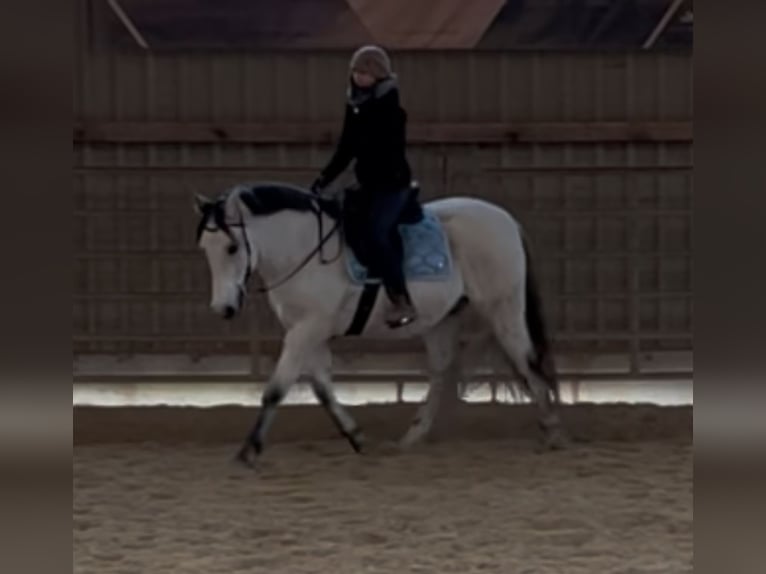 PRE Mix Gelding 9 years 15,1 hh Gray-Fleabitten in Wilsdruff