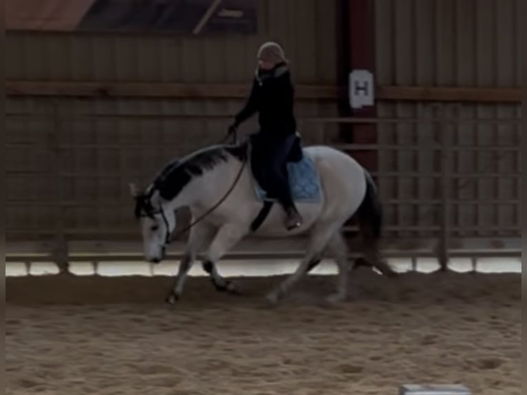 PRE Mix Gelding 9 years 15,1 hh Gray-Fleabitten in Wilsdruff