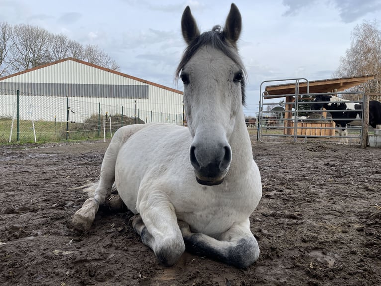 PRE Mix Gelding 9 years 15,1 hh Gray-Fleabitten in Wilsdruff