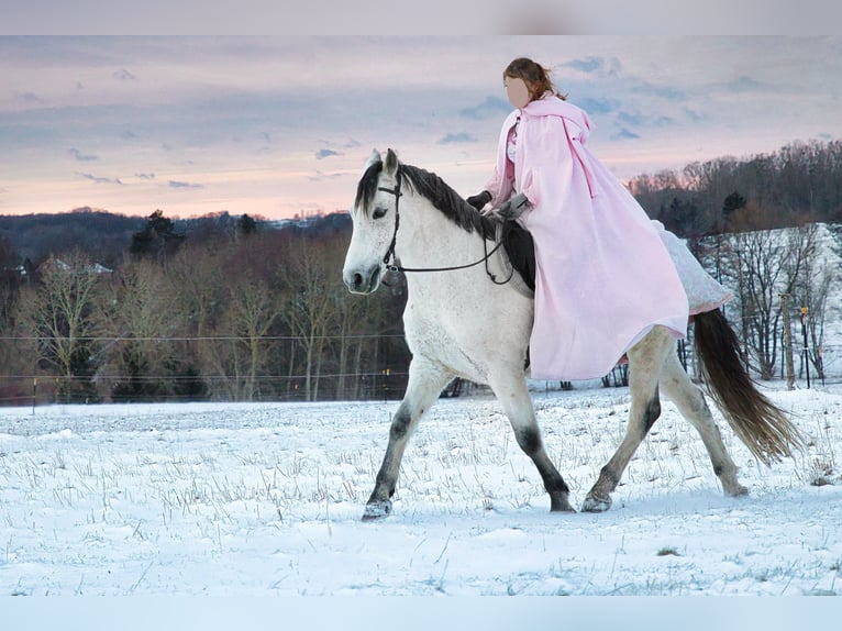 PRE Mix Gelding 9 years 15,1 hh Gray-Fleabitten in Wilsdruff