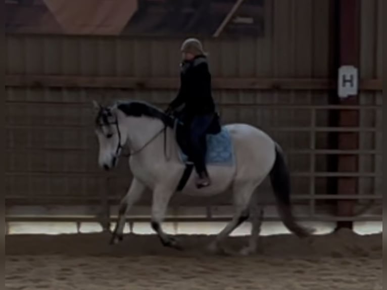 PRE Mix Gelding 9 years 15,1 hh Gray-Fleabitten in Wilsdruff