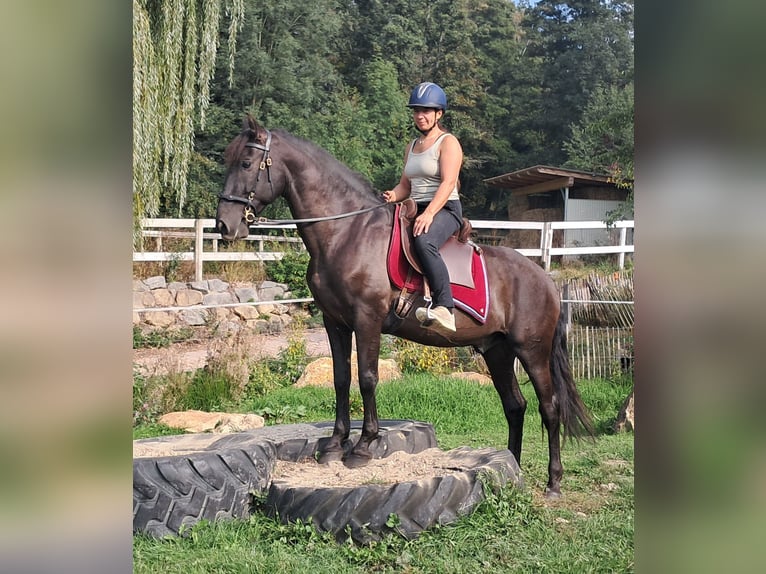PRE Mix Gelding 9 years 15.1 hh Smoky-Black in Bayerbach