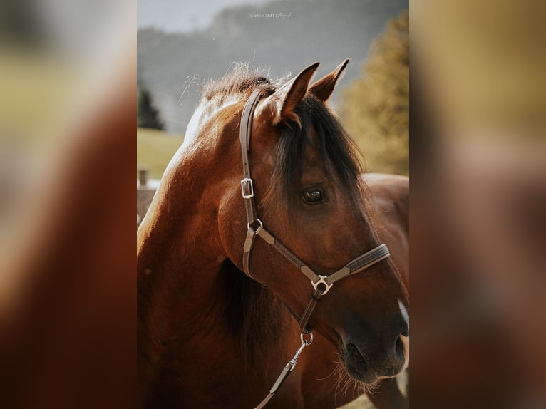 PRE Gelding 9 years 15,2 hh Brown in Weerberg