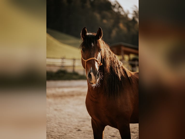 PRE Gelding 9 years 15,2 hh Brown in Weerberg